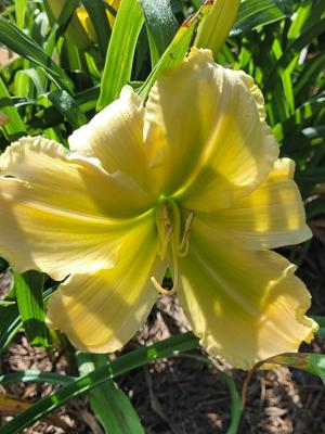 ROLLING OAKS HONEYDEW
